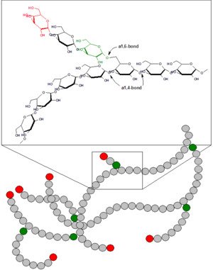 Branched structure of glycogen picture