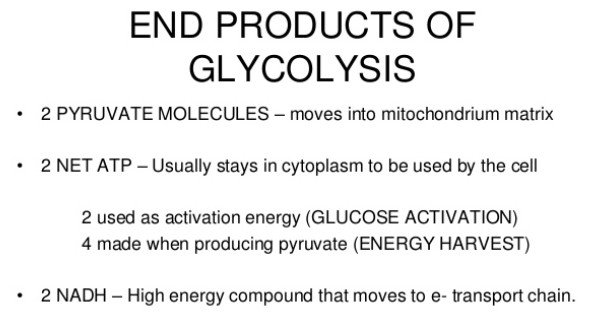 end products of glycolysis