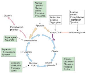 Gluconeogenesis - Definition, Pathway (Cycle), Diagram, and Steps