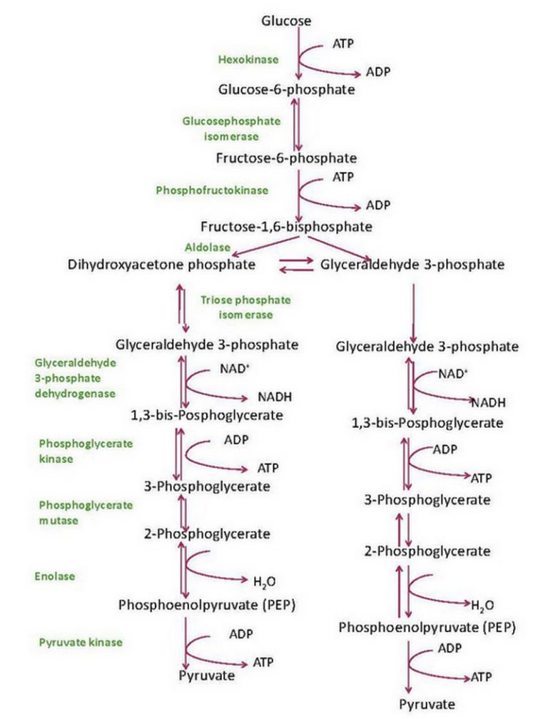 glycolysis-diagram-steps-pathway-cycle-products-enzymes